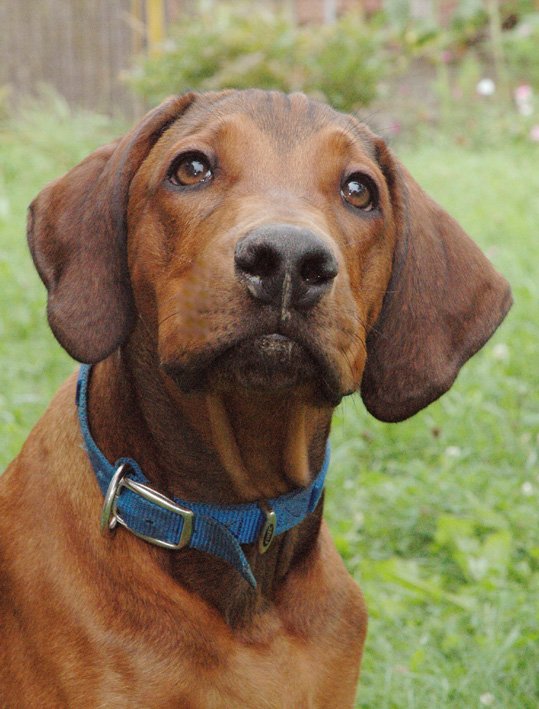 Alf II.jpg